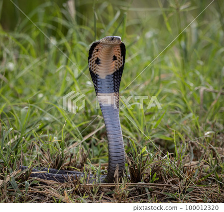 Monocled Cobra on the ground Animal portriat. Monocled Cobra on the ground Animal portriat. 100012320