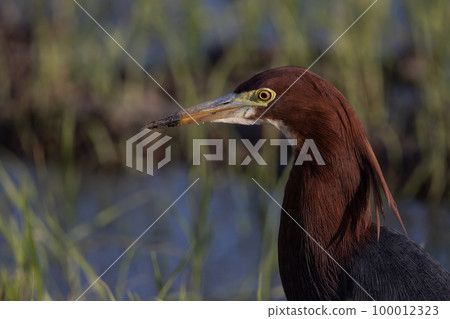 Chinese Pond-heron (Ardeola bacchus) Animal portrait. Chinese Pond-heron (Ardeola bacchus) Animal portrait. 100012323