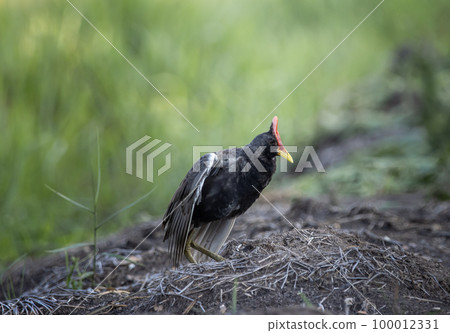 Watercock on the ground ( Animal Portrait ) 100012331