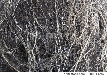 summer vegetable roots summer vegetable roots 100013287