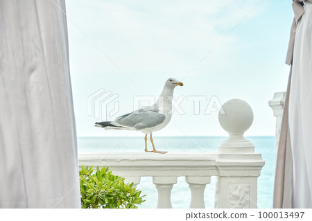 Graceful seagull stands on antique railing of hotel terrace against tranquil sea. Curious bird comes to visit restaurant at ocean resort Graceful seagull stands on antique railing of hotel terrace against tranquil sea. Curious bird comes to visit restaurant at ocean resort 100013497