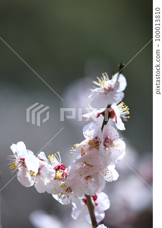 It bears the cold and blooms elegantly It bears the cold and blooms elegantly 100013810