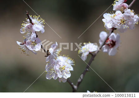 It bears the cold and blooms elegantly It bears the cold and blooms elegantly 100013811