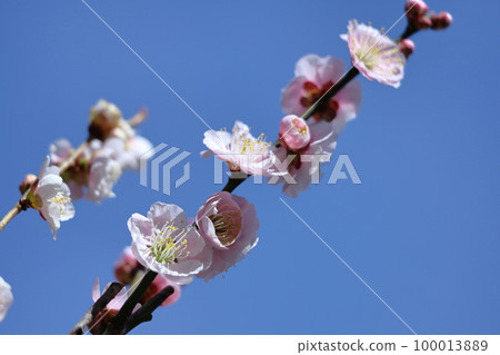 It bears the cold and blooms elegantly It bears the cold and blooms elegantly 100013889