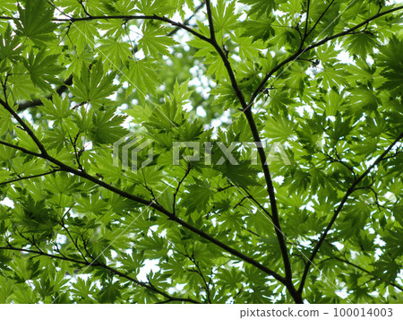 Fresh green maple 100014003