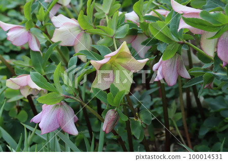日本早春花園盛開的白色、粉色和紫色多色聖誕玫瑰花 日本早春花園盛開的白色、粉色和紫色多色聖誕玫瑰花 100014531