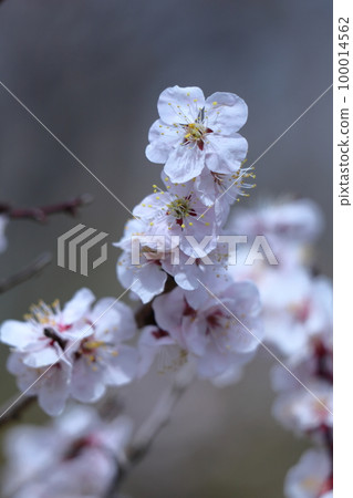 It bears the cold and blooms elegantly It bears the cold and blooms elegantly 100014562