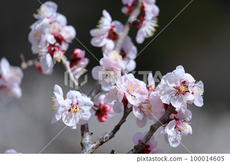 It bears the cold and blooms elegantly 100014605