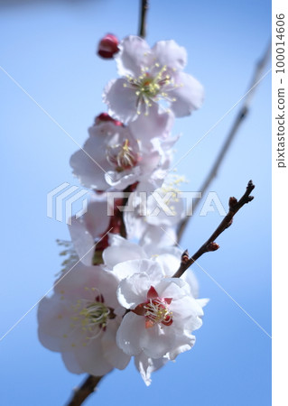 It bears the cold and blooms elegantly 100014606