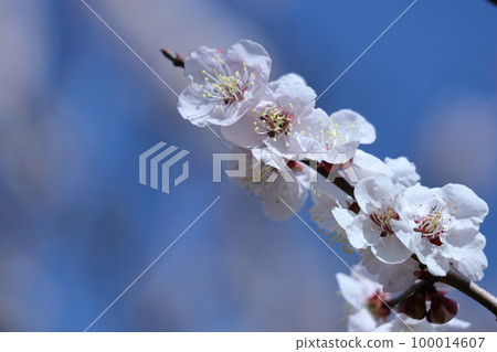 It bears the cold and blooms elegantly 100014607