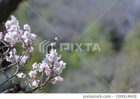 It bears the cold and blooms elegantly 100014608