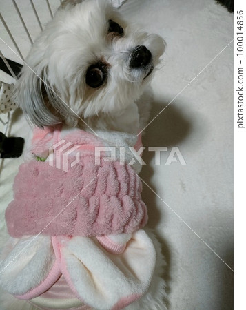 bellyband dog 100014856