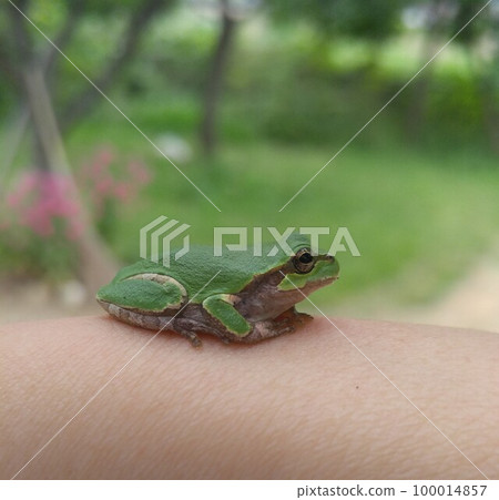 Tree Frog - A cute and pretty tree frog that suddenly jumped in 100014857