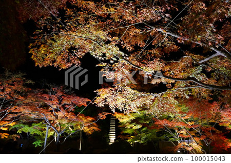 松島日元訪問的秋葉 100015043