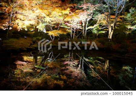 圓通院的倒楓樹 100015045