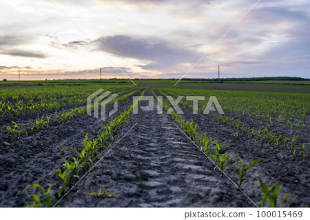 Rows of young corn plants on a fertile field with dark soil in beautiful warm sunshine. Rural landscape. Rows of young corn plants on a fertile field with dark soil in beautiful warm sunshine. Rural landscape. 100015469
