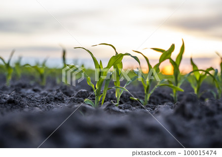Close up low angle view at row of young corn stalks at field spring time in a sunset. Close up low angle view at row of young corn stalks at field spring time in a sunset. 100015474