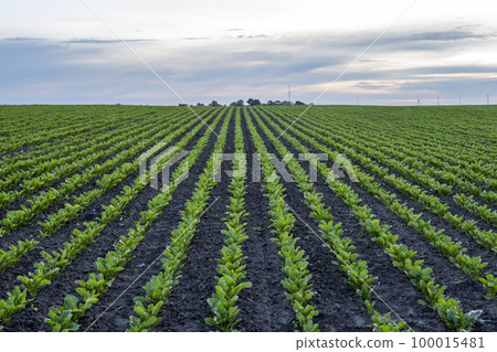 Rows of young fresh beet leaves. Beetroot plants growing in a fertile soil on a field. Cultivation of beet. Agriculture. 100015481