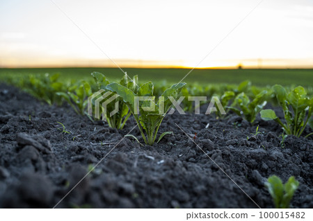 Young green sugar beet leaves in the agricultural beet field in the evening sunset. Agriculture. Young green sugar beet leaves in the agricultural beet field in the evening sunset. Agriculture. 100015482