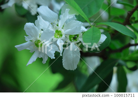 It bears the cold and blooms elegantly 100015711