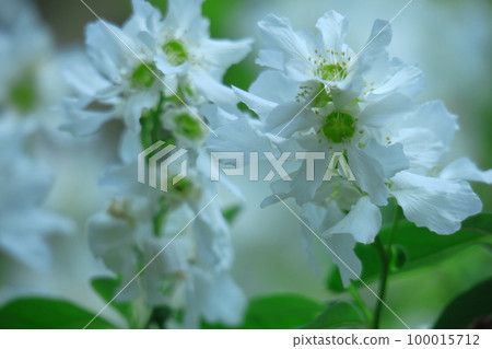 It bears the cold and blooms elegantly 100015712