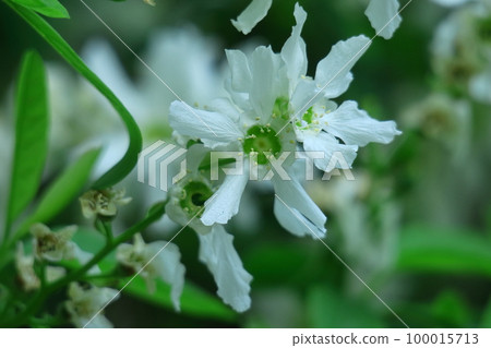 It bears the cold and blooms elegantly 100015713