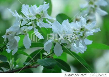 It bears the cold and blooms elegantly 100015714