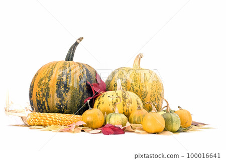 pumpkins pumpkins 100016641