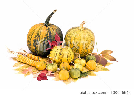 pumpkins pumpkins 100016644