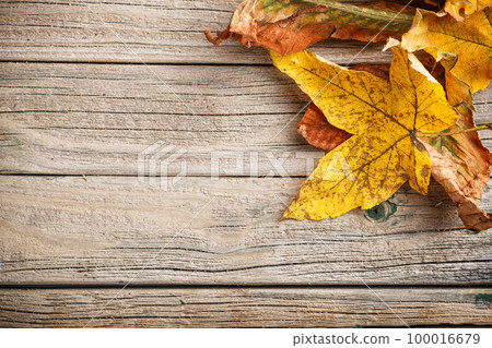 Autumn leaves Autumn leaves 100016679
