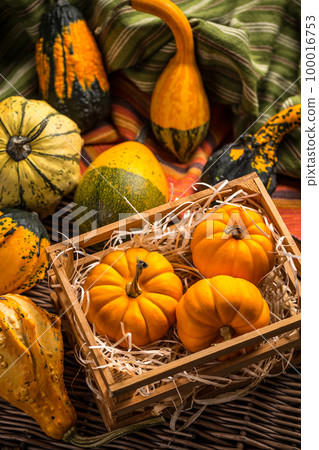 Pumpkins 100016753