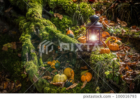 Halloween pumpkins 100016793