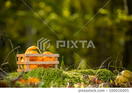 Pumpkins 100016805