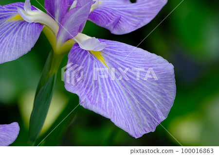 鳶尾花 鳶尾花 100016863