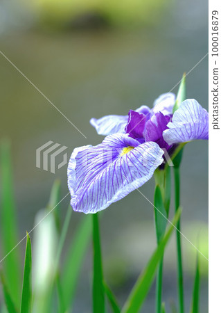鳶尾花 100016879