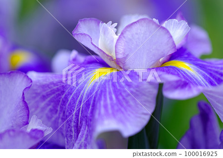 Iris Iris 100016925