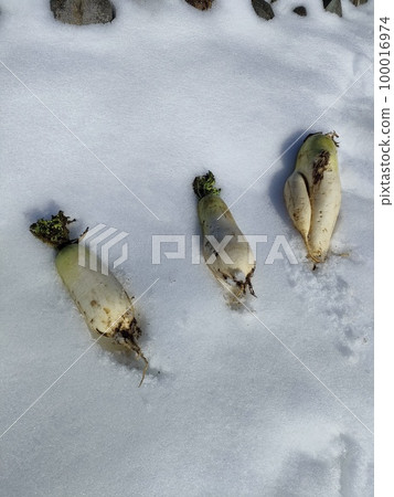 Snow and radish 100016974
