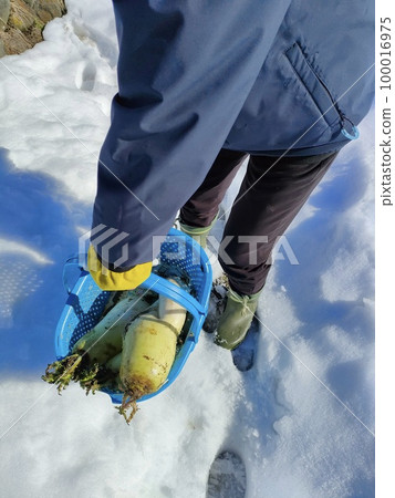 Winter radish 100016975