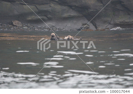 Sea otter 100017044