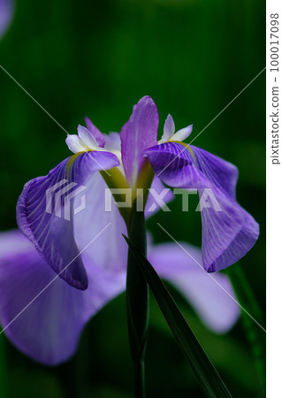 鳶尾花 100017098