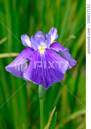 Iris 100017152