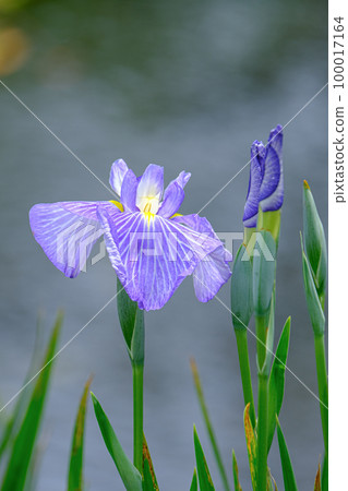鳶尾花 100017164