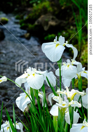 Iris Iris 100017185