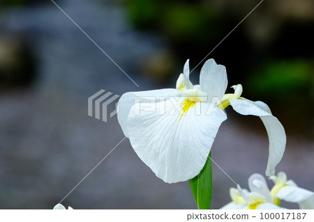 Iris 100017187