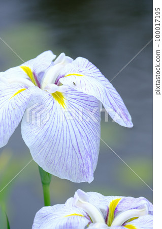 Iris 100017195