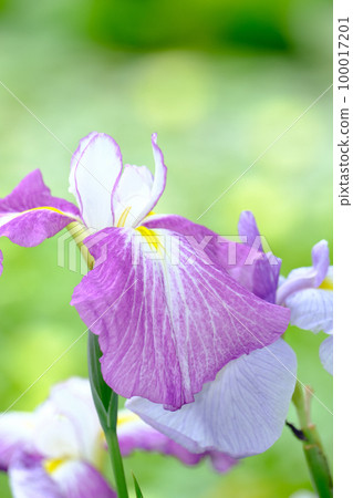 Iris Iris 100017201