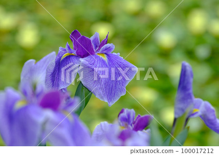 Iris Iris 100017212