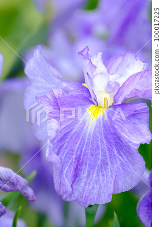 Iris 100017225