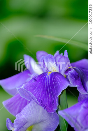 Iris 100017226
