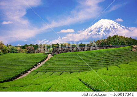 Mt. Fuji and Tea Fields 100017341